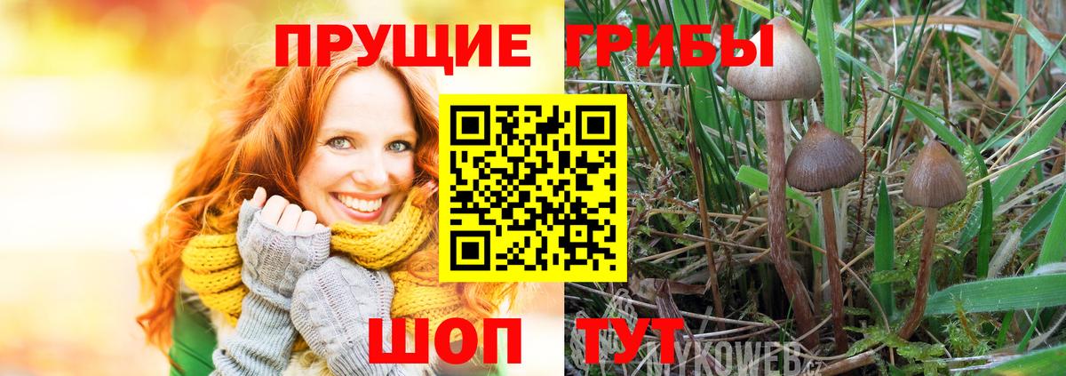Тихорецк  продажа наркотиков  Вход с VPN  Галлюциногенные грибы ЛСД 
